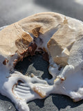 S’mores Pie